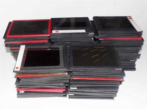 195 Magic Lantern Glass Slides 1940 Philadelphia General Hospital Sharpe &amp; Dohme