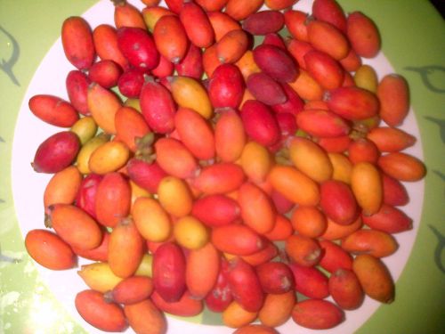 20 Gnetum gnemon Melinjo (Belinjo) Seeds