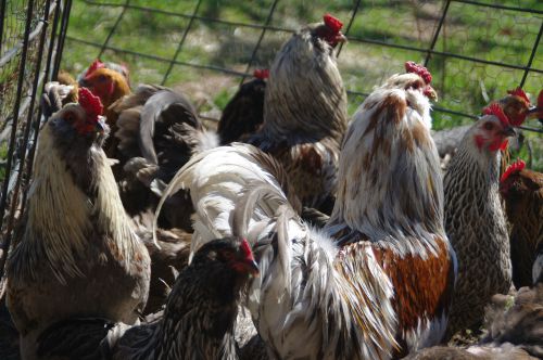 Ameraucana &#034;Easter Egg&#034; Chicken Hatching Eggs 10 plus 2