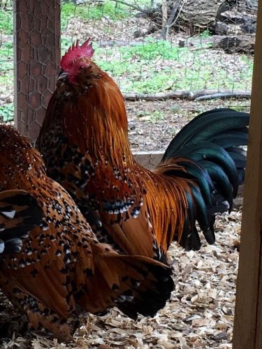 12+ Mille Fleur d&#039;Uccle Bantam Hatching Eggs