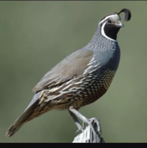 12 California Valley Quail Eggs.