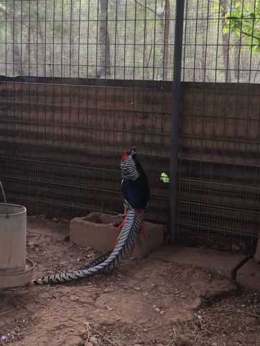 6 To 8 LADY AMHERST PHEASANT HATCHING EGGS