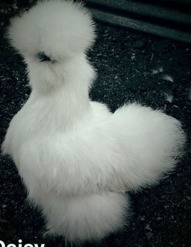 12 plus white bearded silkies hatching eggs