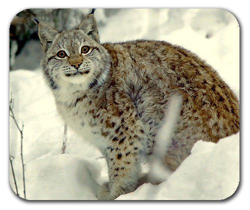 Bobcat Animal Nature Wildlife Smile Camera Mouse Pad Mousepad Mat