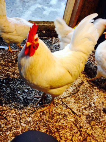 42 pure white leghorn hatching eggs