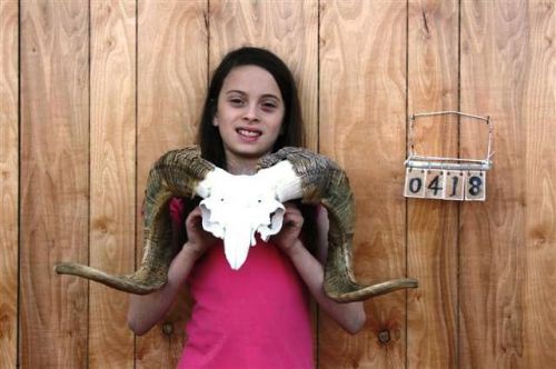 Ram skull &amp; horns / long steer cow bull skulls horn rs0418 for sale