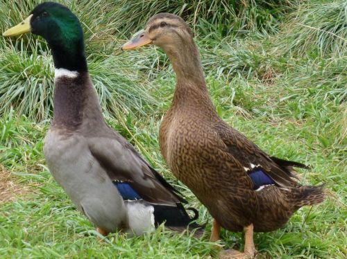 Fertile Rouen Duck Eggs for Hatching  8+