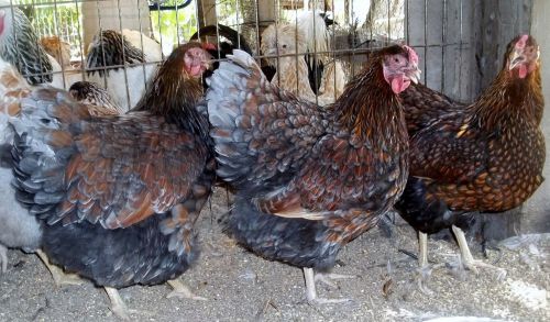 Blue Laced Red Wyandotte Hatching eggs