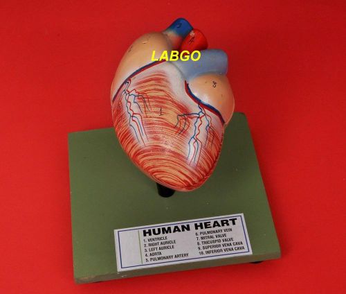 Human Heart Model  LABGO