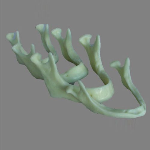 Dentalmall Dental Model #5002 02 - The Development of Jaw Lower