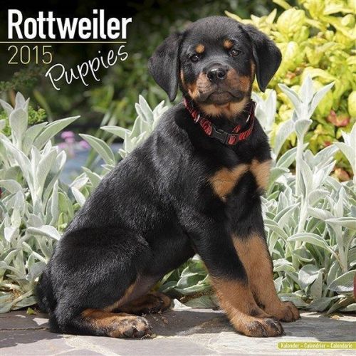 New 2015 rottweiler puppies wall calendar by avonside- free priority shipping! for sale
