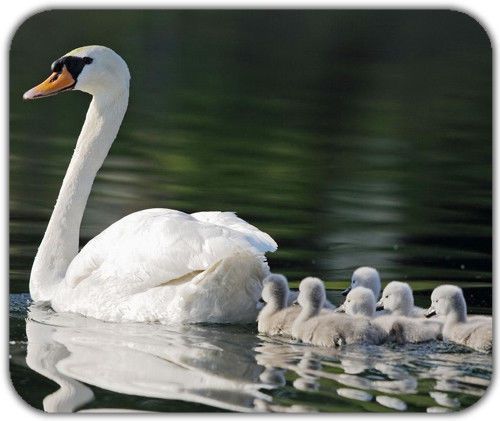 Swan Family Mother Swan Babies Swimming Animal River Lake Mousepad Mouse Mat Pad