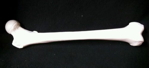 3b scientific - a35/1r right femur thigh bone anatomical model (a 35/1 r) for sale
