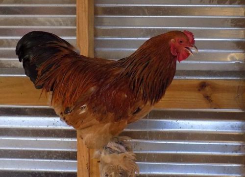 1 Dozen Bantam Buff Brahma Hatching Eggs + extras