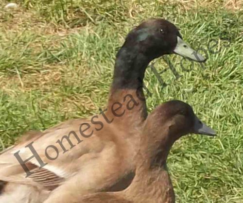 12 Khaki Campbell duck hatching eggs