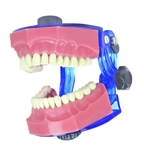 TYPODDONT JAW SET - best quality dental study model adult