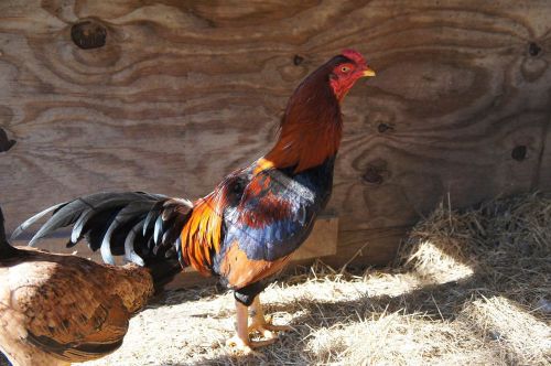 10 Boby Bole Asil Gamefowl Hatching Eggs