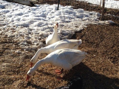 4+  Goose Hatching Eggs Sebastopol / Greyleg  Fertile