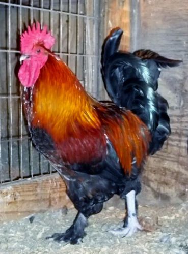 Black and Blue Copper  Maran hatching eggs 12 +