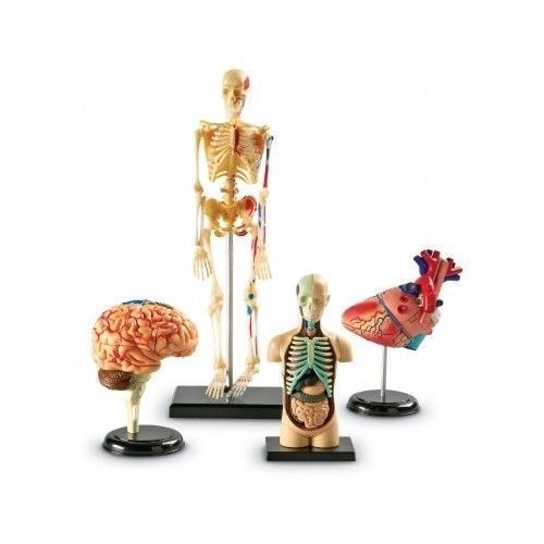 ANATOMY MODEL SET HUMAN BODY ANATOMICAL SKELETON BRAIN HEART MEDICAL LEARNING