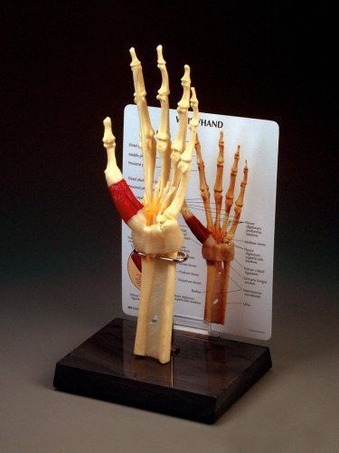G192 hand/wrist anatomy model*brand nib* anatomical chart company for sale