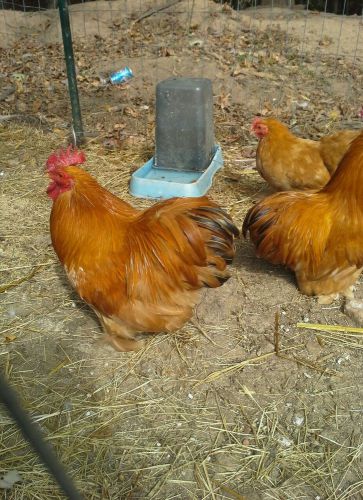 Buff Bantam Cochin hatching eggs 6+