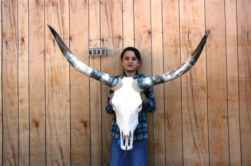 STEER SKULL LONG HORNS 3&#039; 11&#034; COW BULL SKULLS HORN H6385