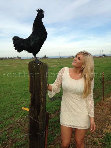 3+ Rare Ayam Cemani Chicken Hatching Eggs