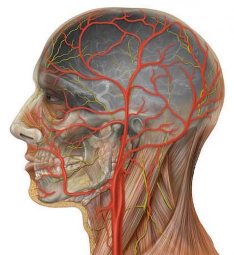 Human Head: Life size model of human head mounted on base