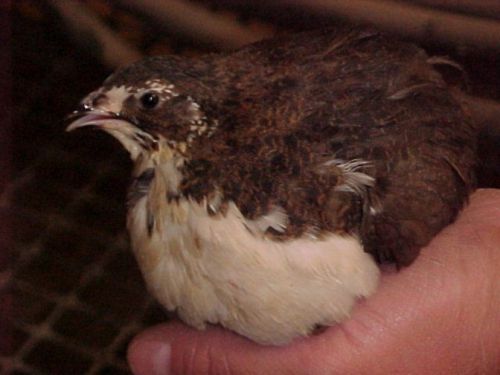 20 + Tuxedo Coturnix Quail Hatching Eggs