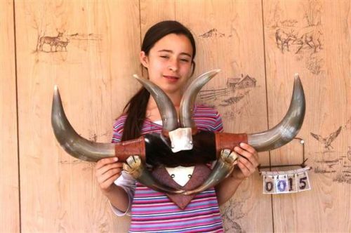 STEER LONG HORNS 2&#039; 2&#034; NO SKULL SKULLS HORN COW BULL LHE015