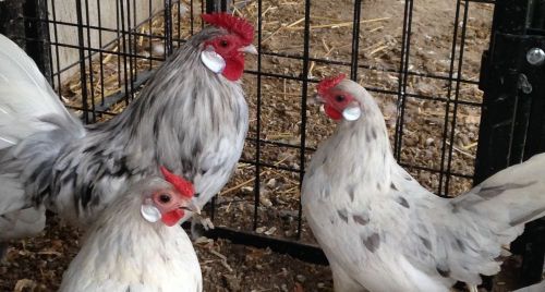 6+ SPLASH ROSECOMB BANTAM -  Fertile Chicken Hatching Eggs, Very RARE !!!