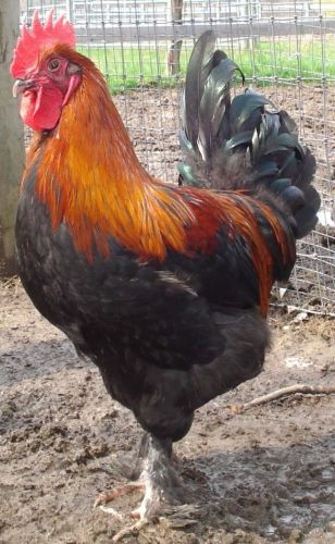 FRENCH COPPER MARAN 6+ Fertile Hatching Eggs,DARK BROWN EGGS,FEATHERED LEGS