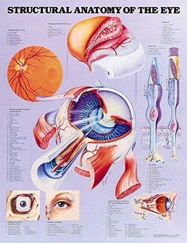 SaveDirectly Structural Anatomy of the Eye Chart 11x14&#034; Inches