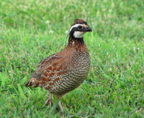 10 +  Northern Bobwhite Quail Hatching Eggs for Incubator