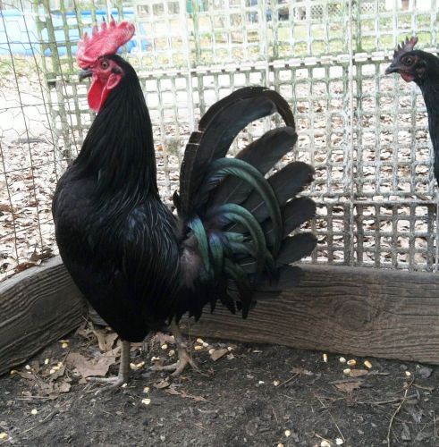 7  Black Sid Taylor Game Fowl Fertile Hatching Eggs