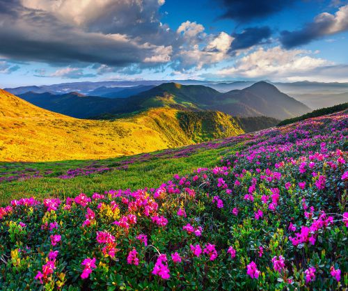 Wallpaper/Digital Picture/Photo/Desktop Mountains Azalea Scenery Sky Grass