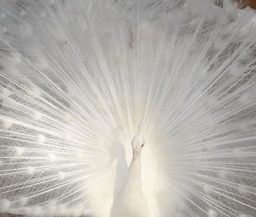 6 PURE WHITE PEACOCK PEAFOWL HATCHING EGGS- pre sale