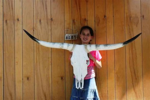 Steer skull long horns 4&#039; 1&#034; cow bull skulls horn h6251 for sale