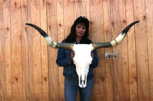 STEER SKULL RUSTIC LONG  HORNS 3&#039; 11&#034; COW  HORN H5876