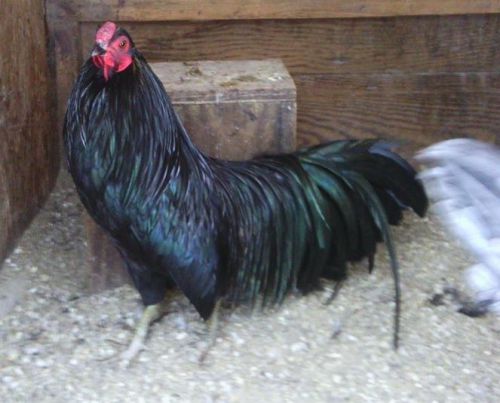 6+ Yokohama Oriental gamefowl Lontail Bantam Hatching Eggs