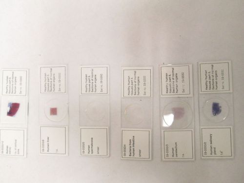 Set of 6 Healthy Human Tissue Slides Part II Molecular Probes Set #59-5550