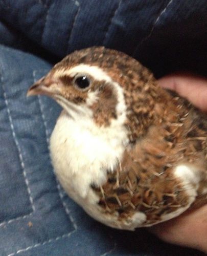 140+ Japanese Coturnix Quail Hatching Eggs