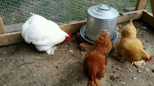 Bantam hatching eggs