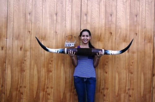 STEER LONG HORNS 4&#039; 7&#034; NO SKULL SKULLS HORN COW BULL LH1397