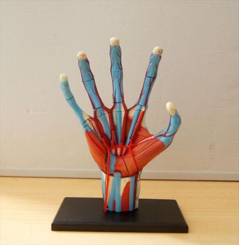 NEW Aoshima Skynet three-dimensional puzzle 4D VISION No.05 Hand anatomy model