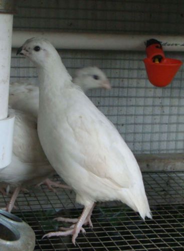 12 + White Bobwhite Quail Eggs