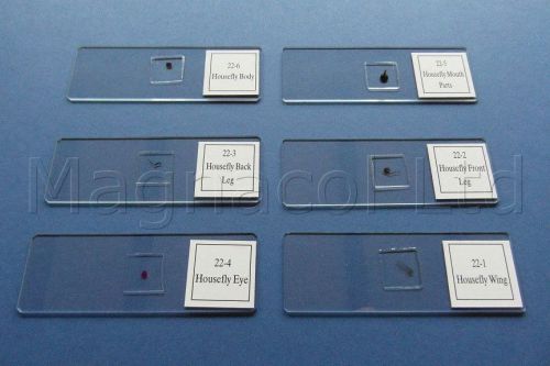 Microscope Slides: Prepared Slides - Common House Fly