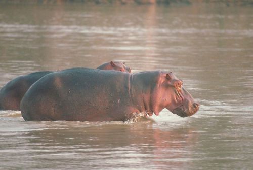COREL STOCK PHOTO CD  Rhinos &amp; Hippos series 112000