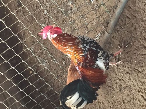 6+ Millie Fleur Leghorn Fertile Hathcing Eggs